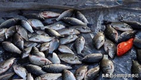 死掉的魚怎麼處理|【魚死掉怎麼處理】魚兒歸西怎麼辦？魚死後處理全攻略